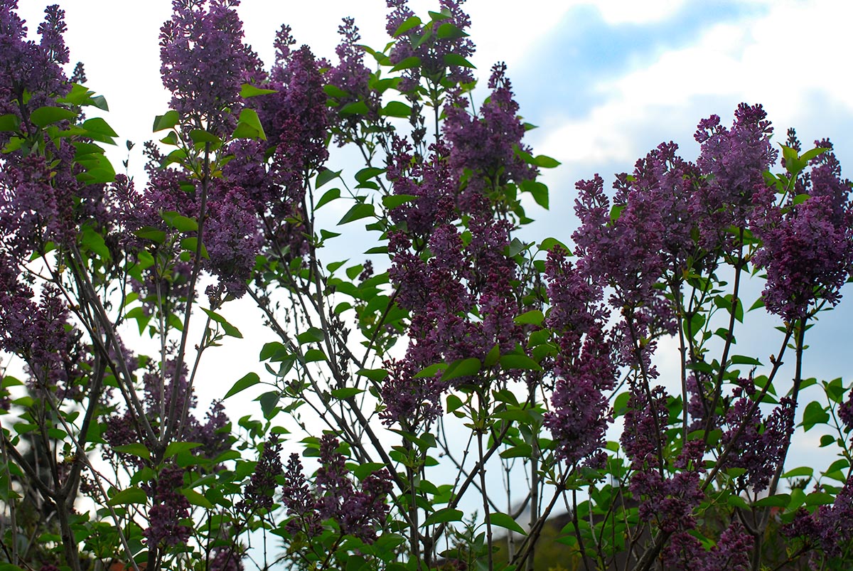 endständige Rispen Syringa vulgaris